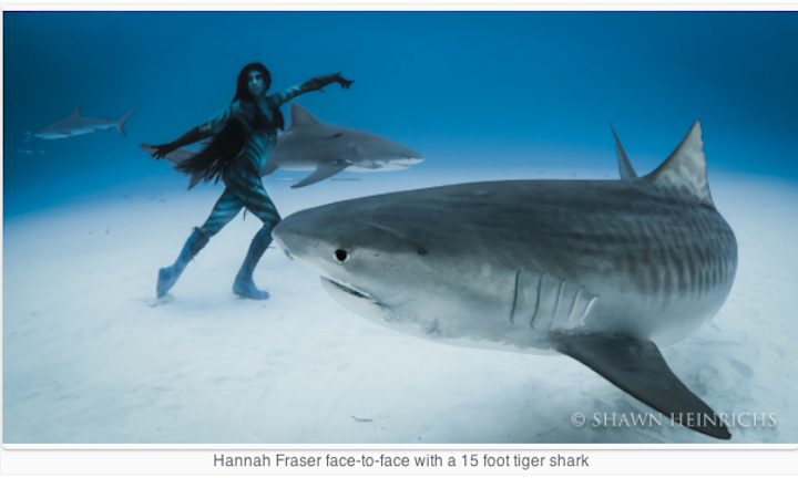 hannah-mermaid-underwater-shoot-tiger-shark